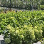 Hortenzia metlinatá (Hydrangea paniculata) ´SILVER DOLLAR´ - výška 20-30 cm, kont. C2L